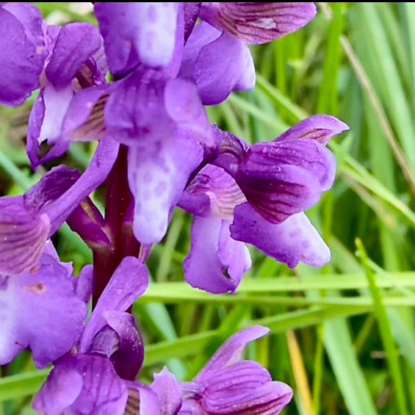Anacamptis morio